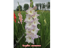 14) ������� ��������_41.jpg