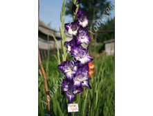 16) ���� � ����_49.jpg