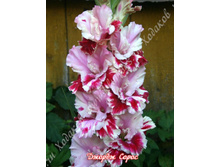 17) ������ �����_49.jpg