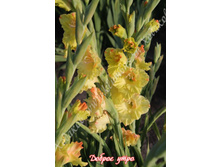 18) ������ ����_49.jpg