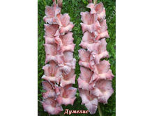 19) �������_41.jpg