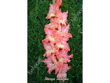 20) ������ ������_49.jpg