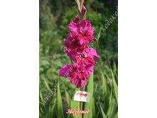 21) ���������_49.jpg