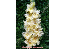 22) ������� �������_41.jpg