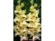 24) ������ ������_41.jpg