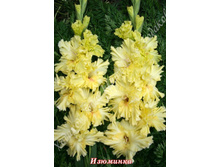 26) ��������_41.jpg