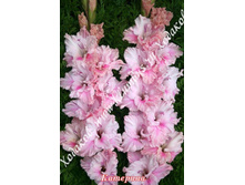 29) ��������_41.jpg