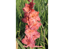 32) ���� �� ��������_41.jpg