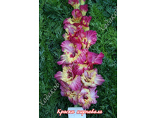 33) ������ ���������_49.jpg