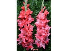 35) �����_41.jpg