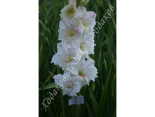 37) ��������� �����_41.jpg