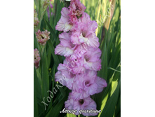 38) ������ �������_41.jpg