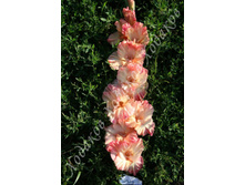 39) ��������_41.jpg