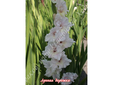 40) ������ �������_49.jpg