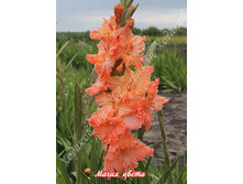 42) ����� �����_49.jpg