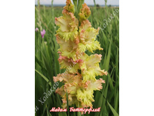 43) ����� ����������_49.jpg