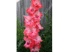 44) ������_49.jpg