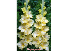 46) ���������_41.jpg