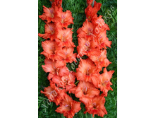 47) ������� ����_49.jpg