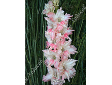 49) �����_49.jpg