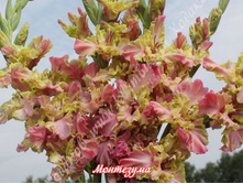 50) ���������_�������� ������ � ������!.jpg