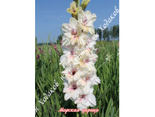 51) ������� ������_49.jpg