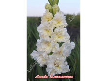 52) ������ ������������_49.jpg