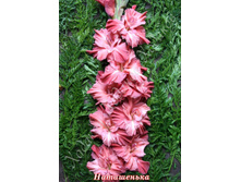 53) ����������_49.jpg