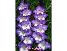 54) ���� � ������_49.jpg