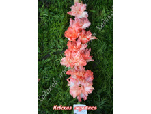 55) ������� ��������_49.jpg