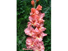 57) ������ ��������_41.jpg