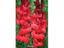 58) �����_41.jpg