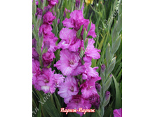 59) �����-�����_�������� ������ � ������ ������!.jpg