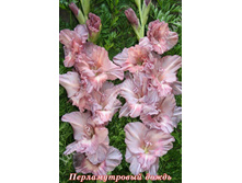 61) ������������� �����_41.jpg