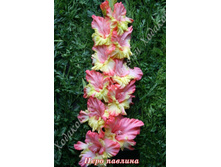 62) ���� �������_49.jpg