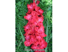 65) ������ ��� ������_49.jpg