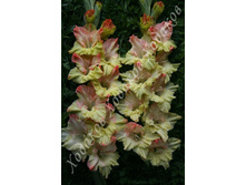 66) ���� �����_49.jpg