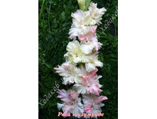 69) ���� � ��������_41.jpg