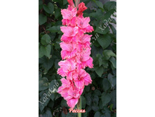 70) ������_49.jpg