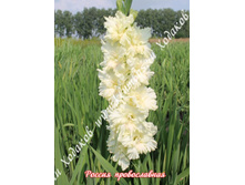 71) ������ ������������_49.jpg