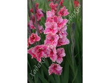 72) ������ ��������_49.jpg