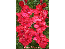 75) ���� ������_41.jpg