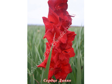 77) ������ �����_41.jpg