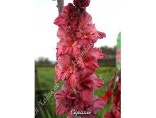 78) �������_41.jpg