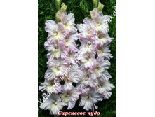 79) ��������� ����_41.jpg