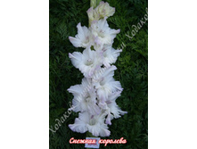 81) ������� ��������_49.jpg