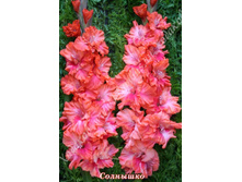 82) ��������_41.jpg