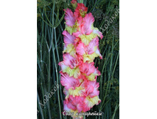 83) ���� ���������_49.jpg