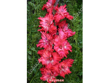 84) �������_49.jpg