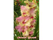 85) ������� ������_49.jpg